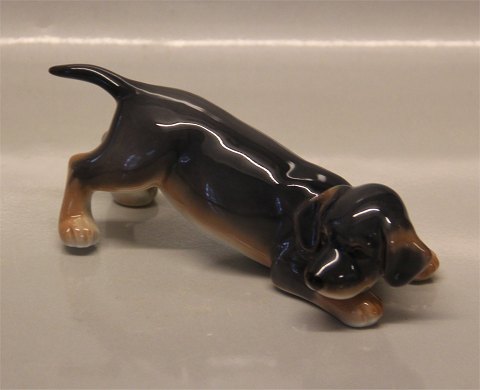 Royal Copenhagen figurine 0681 RC Dachshund Puppy 6 x 16 cm New # 1249681