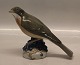 Royal Copenhagen 1235 RC Redwing Ingeborg Nielsen 1911 15 x 13 cm (Turdus 
iliacus)
